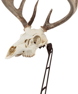 ALLEN EZ MOUNT CENTERPIECE - SKULL STAND BROWN